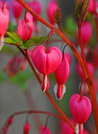 Bleeding Hearts Flower Seeds for Planting – Heirloom, Non-GMO, Cottage Garden Essential, High Germination