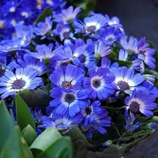 Cineraria Flower Seeds for Planting – Heirloom, Non-GMO, High Germination Cut Flower Favorite