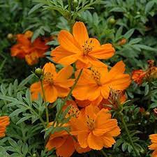 Flower Seeds, Seeds,Seeds For Planting,Plant Seeds
