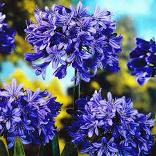 Mix Agapanthus Flower Seeds for Planting – Heirloom, Non-GMO, High Germination Organic Garden Seeds