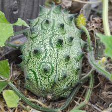 Vegetable Seeds,Garden seeds, Seeds For Planting,Plant Seeds