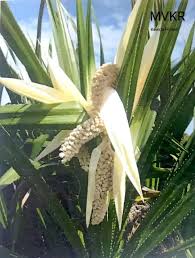 Heirloom Screwpine Flower Seeds for Planting – Non-GMO, Cut Flower Organic Garden Seeds