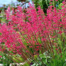 Red Heuchera Seeds for Planting – Perfect for Borders, Heirloom, Non-GMO Organic Garden Seeds