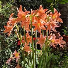 Orange Hippeastrum Rutilum Flower Seeds for Planting – Wildflower Mix, Heirloom, Non-GMO