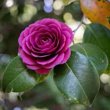 Purple & Pink Camellia Flower Seeds for Planting Heirloom Non-GMO High Germination Organic Garden Seeds
