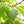 Annon fruit seeds for planting - Heirloom & Non-GMO Garden seeds for tropical exotic fruit trees