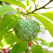 Annon fruit seeds for planting - Heirloom & Non-GMO Garden seeds for tropical exotic fruit trees