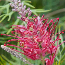 Mixed Grevillea Flower Seeds for Planting – Heirloom, Non-GMO, High Germination Organic Garden Seeds