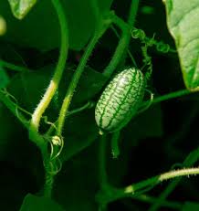Vegetable Seeds,Garden seeds, Seeds For Planting,Plant Seeds