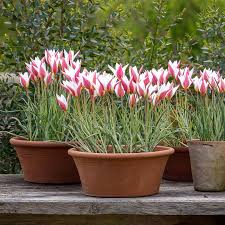 Peppermint Stick Tulip Flower Seeds for Planting - Easy to Grow, Heirloom, Non-GMO, High Germination Organic Garden Seeds