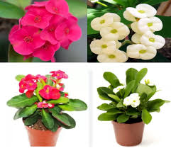 Mixed Euphorbia Milii Hybrid Flower Seeds for Planting – Premium Quality, Heirloom, Non-GMO, High Germination Organic Seeds