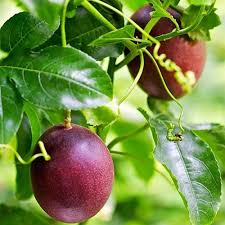 Passion Fruit Seeds for Planting – Heirloom & Non-GMO Garden seeds, tropical vines with tangy fruits