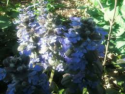 Catmint Flower Seeds for Planting – Heirloom, Non-GMO, High Germination Organic Garden Seeds
