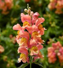 Snapdragon Flower Seeds for Planting – Colorful Display Heirloom Non-GMO Organic Garden Seeds