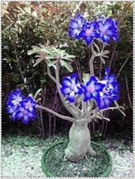 Geranium Flower Seeds for Planting White Purple – Wildflower Mix, Heirloom & Non-GMO, High Germination Organic Garden Seeds