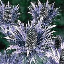 Blue Holly Eryngium Flower Seeds for Planting | Heirloom Non-GMO High Germination Organic Garden Seeds