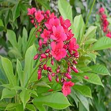Jatropha Flower Seeds for Planting – Wildflower Mix Heirloom Non-GMO Organic Garden Seeds