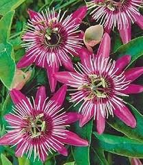 Passiflora Incarnata Flower Seeds for Planting - Pink, Heirloom & Non-GMO, High Germination Organic Garden Seeds