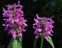Stachys Officinalis Flower Seeds for Planting – Heirloom, Non-GMO Bright Blooms, High Germination Seeds