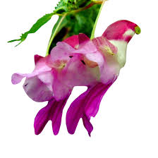 Parrot Orchid Flower Seeds for Planting – Compact Growth Heirloom Non-GMO Organic Garden Seeds