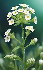 Heirloom Alyssum Flower Seeds for Planting – Perfect for Borders, Non-GMO, High Germination Organic Garden Seeds