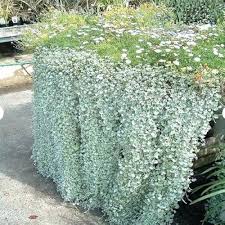 Dichondra Silver Falls Flower Seeds for Planting – Heirloom, Non-GMO, High Germination Organic Garden Seeds