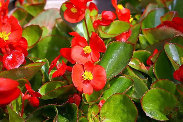 Red Begonia Flower Seeds for Planting – Heirloom, Non-GMO, High Germination Garden Seeds
