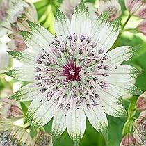 Masterwort Flower Seeds for Planting – Heirloom, Non-GMO, High Germination Organic Garden Seeds