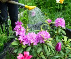 Purple Rhododendron Flower Seeds for Planting – Garden Favorite, Heirloom, Non-GMO Seeds for Home Garden