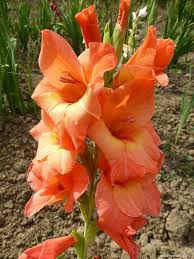Yellow Orange Gladiolus Flower Seeds for Planting – Wildflower Mix, Heirloom, Non-GMO Seeds for Home Garden