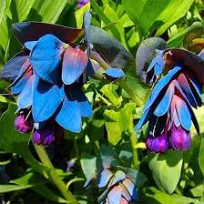 Blue Shrimp Flower Seeds for Planting – Heirloom, Non-GMO, High Germination Organic Garden Seeds