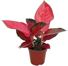 Aglaonema Flower Seeds for Planting – Wildflower Mix, Heirloom, Non-GMO, High Germination