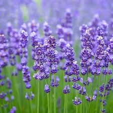 Lavender Vera Flower Seeds for Planting – Heirloom, Non-GMO, Seasonal Bloomer Organic Garden Seeds