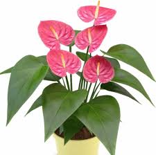 Pink Anthurium Flower Seeds for Planting – Heirloom, Non-GMO, High Germination Organic Garden Seeds