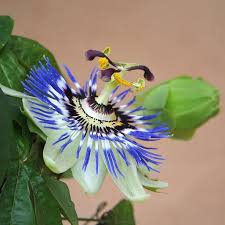 Blue Passion Flower Seeds – Non-GMO, High Germination Heirloom Organic Garden Seeds