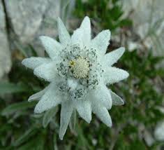 Heirloom Edelweiss Flower Seeds – Non-GMO, High Germination Organic Garden Seeds