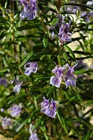 Violet Rosemary Flower Seeds for Planting – Heirloom, Non-GMO, High Germination Organic Garden Seeds