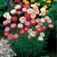 Mixed Helichrysum Flower Seeds for Planting | Heirloom Non-GMO High Germination Organic Garden Seeds