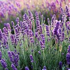 Provence Lavender Flower Seeds for Planting – Heirloom, Non-GMO, High Germination Organic Garden Seeds