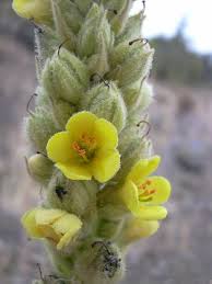 Yellow Mullein Flower Seeds for Planting – Heirloom Non-GMO Organic Garden Seeds, High Germination