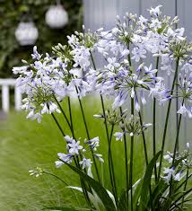 White Agapanthus Flower Seeds for Planting – Heirloom, Non-GMO, Cottage Garden Essential Organic Seeds