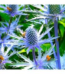 Eryngium Planum Flower Seeds for Planting – Cut Flower Favorite, Heirloom, Non-GMO, High Germination Garden Seeds