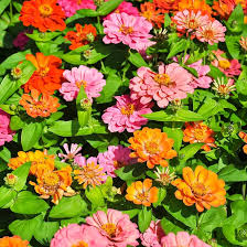 Mixed Magellan Flower Seeds for Planting – Heirloom Non-GMO, High Germination, Pollinator Friendly