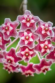 Multi-Colour Hoya Flower Seeds for Planting – Garden Favorite, Heirloom, Non-GMO & High Germination Seeds