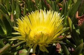 Carpobrotus Flower Seeds for Planting – Heirloom, Non-GMO, High Germination, Organic Garden Seeds