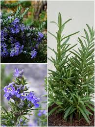 Rosemary Seeds for Planting – Premium Quality, Heirloom, Non-GMO, High Germination Organic Garden Seeds