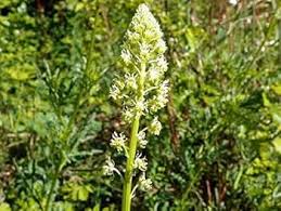 Heirloom Mignonette Flower Seeds for Planting – Sun Loving, Non-GMO, High Germination Organic Garden Seeds