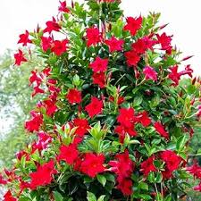 Dipladenia Flower Seeds for Planting – Heirloom, Non-GMO, Pollinator Friendly Organic Garden Seeds