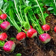 Red Radish flower seeds for planting - Heirloom & Non-GMO Garden Seeds