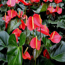 Anthurium Flower Seeds for Planting – Drought Tolerant, Heirloom, Non-GMO, High Germination Seeds